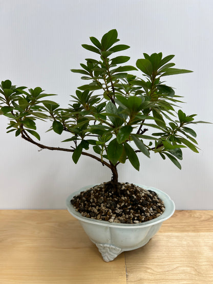 Bonsai Trees - Lake Oswego Flowers