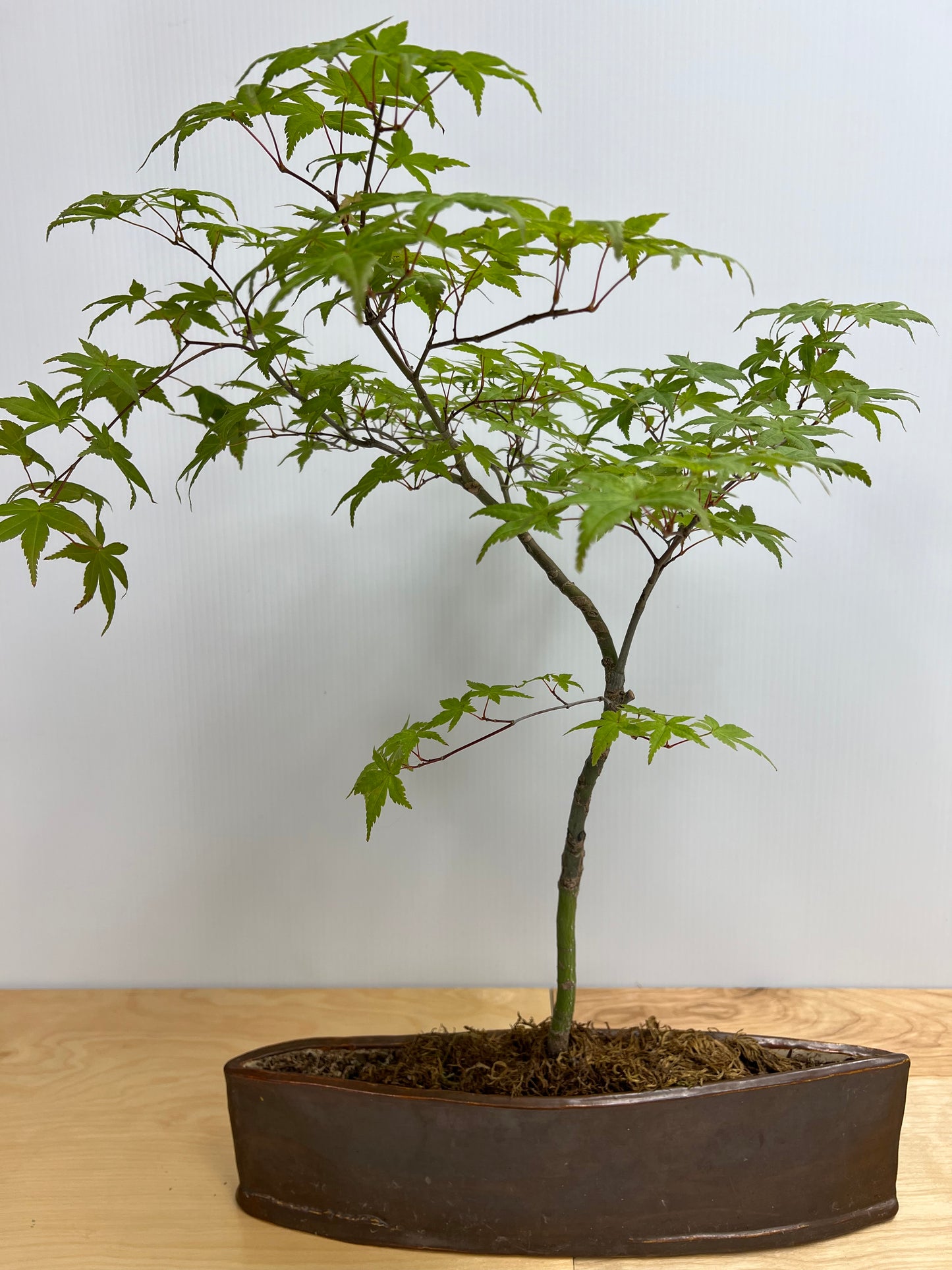 Bonsai Trees - Lake Oswego Flowers