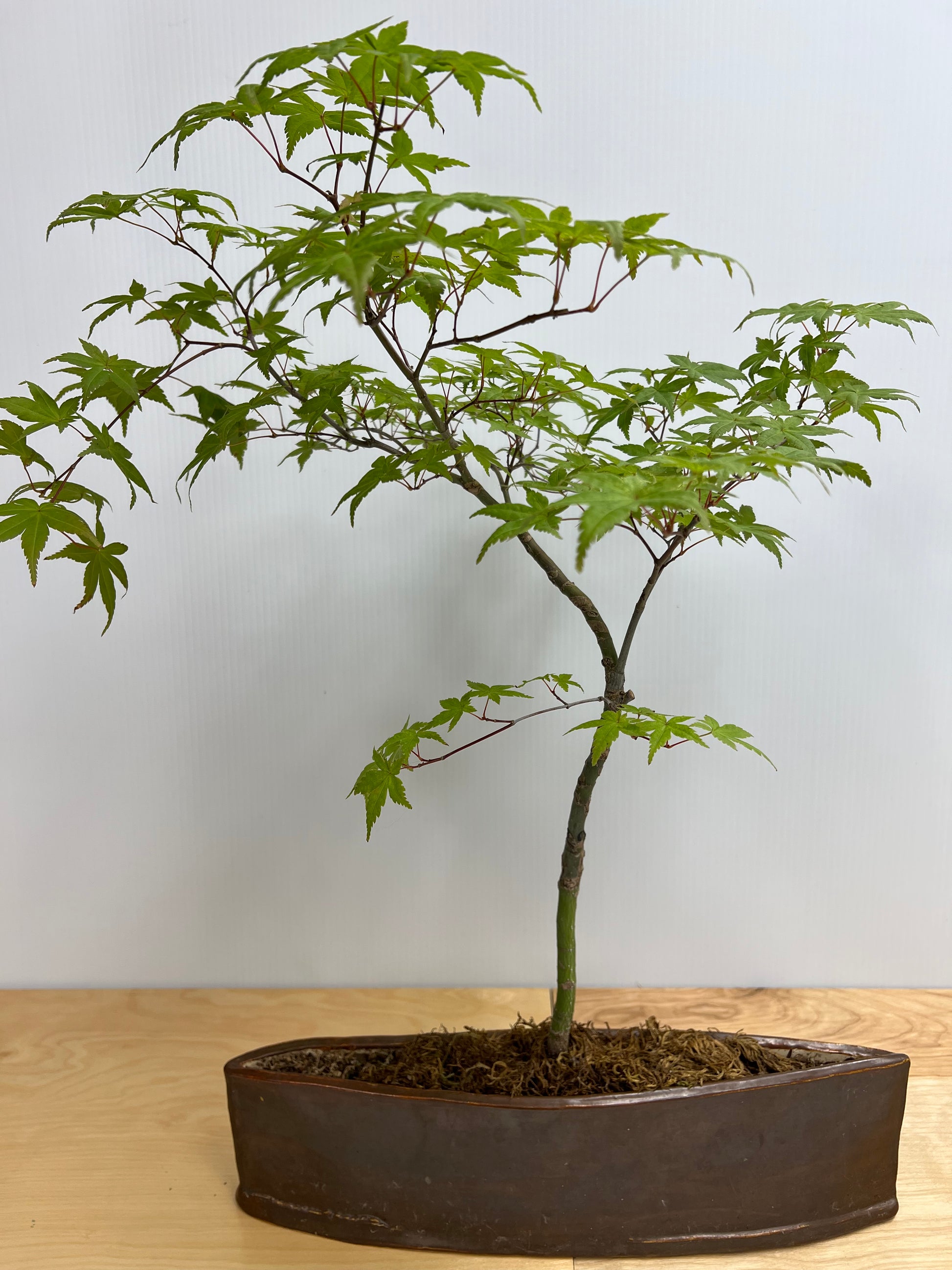 Bonsai Trees - Lake Oswego Flowers