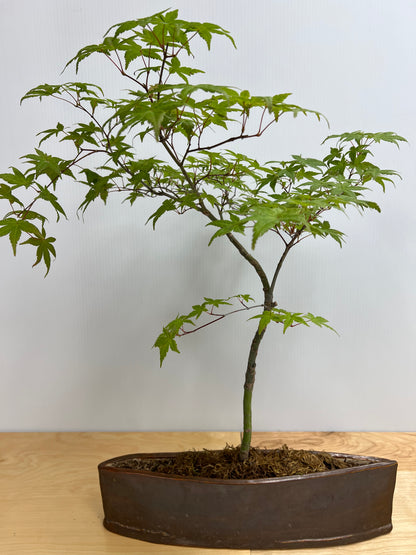 Bonsai Trees - Lake Oswego Flowers