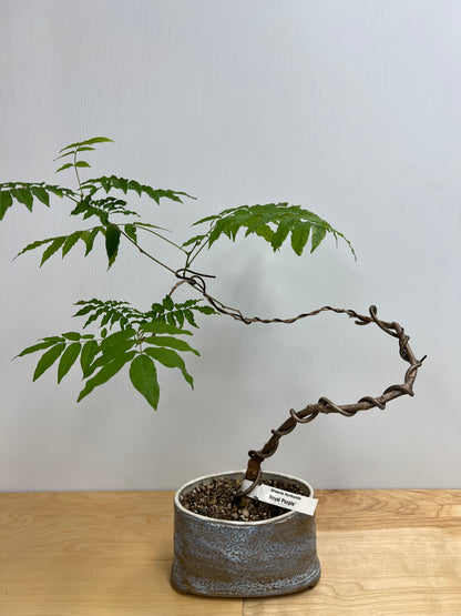 Bonsai Trees - Lake Oswego Flowers