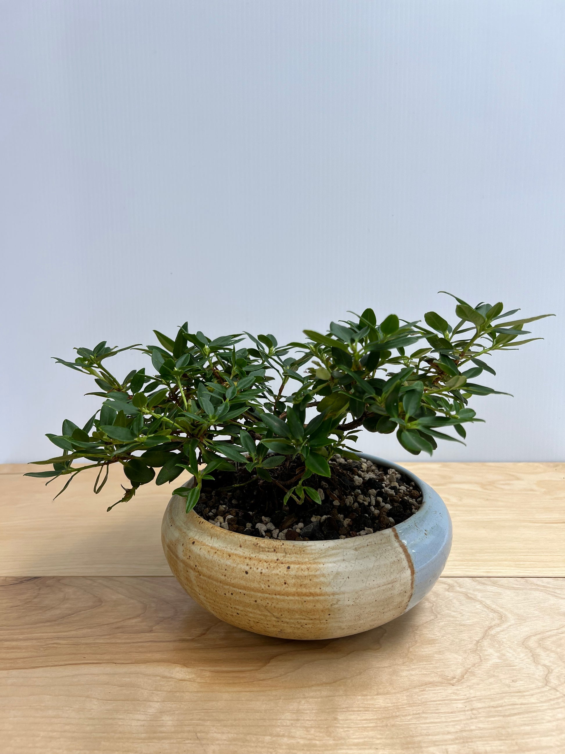 Bonsai Trees - Lake Oswego Flowers