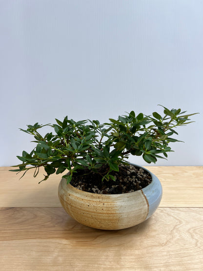 Bonsai Trees - Lake Oswego Flowers