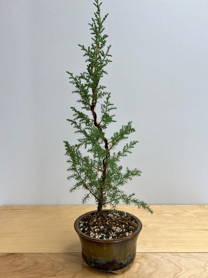 Bonsai Trees - Lake Oswego Flowers
