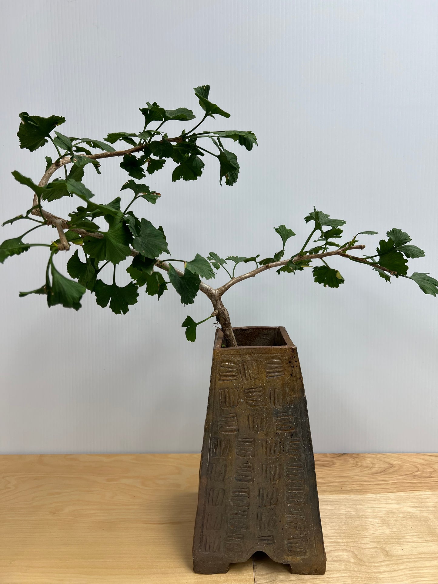 Bonsai Trees - Lake Oswego Flowers