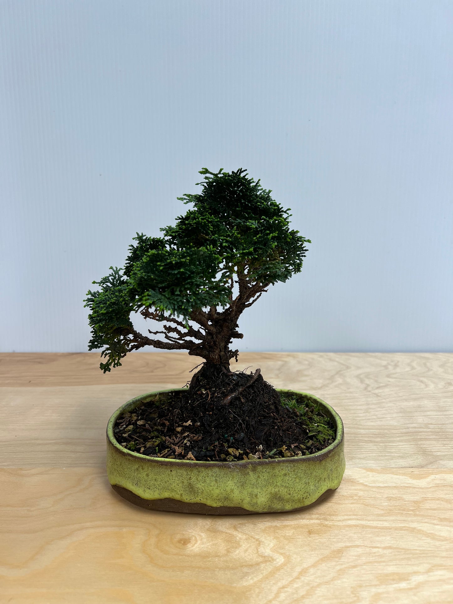 Bonsai Trees - Lake Oswego Flowers
