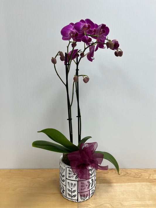 Purple Orchid - Double-Lake Oswego Flowers