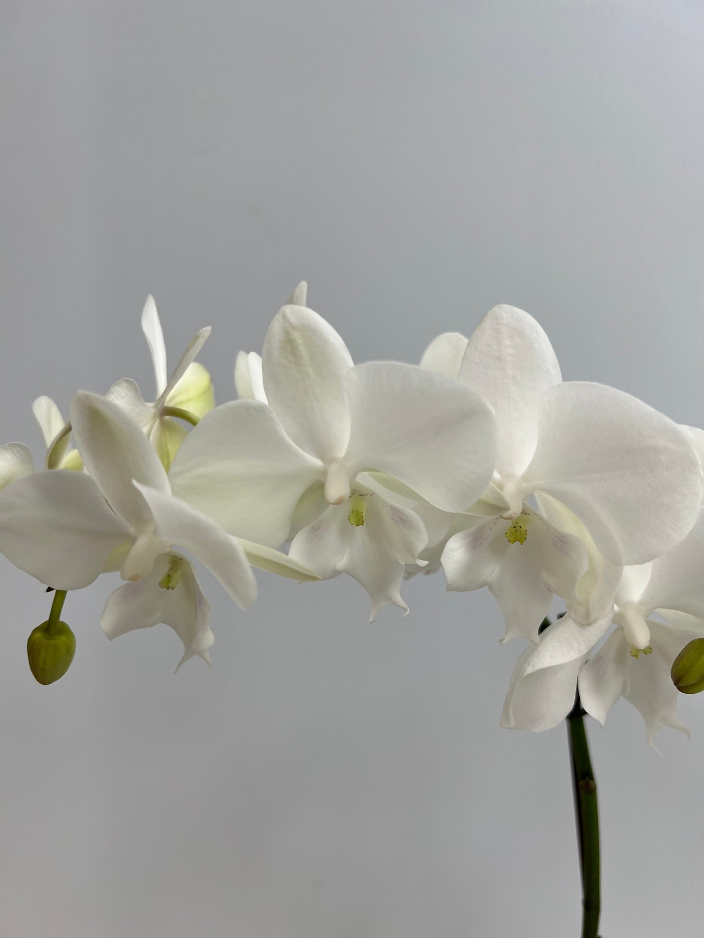 White Orchid - Double-Lake Oswego Flowers